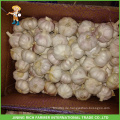 2016 New Crop Chinesischer Knoblauch Zum Brasilien Markt